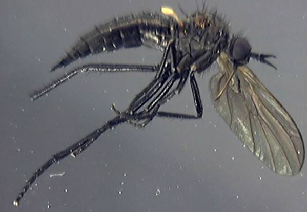 Empis veralli